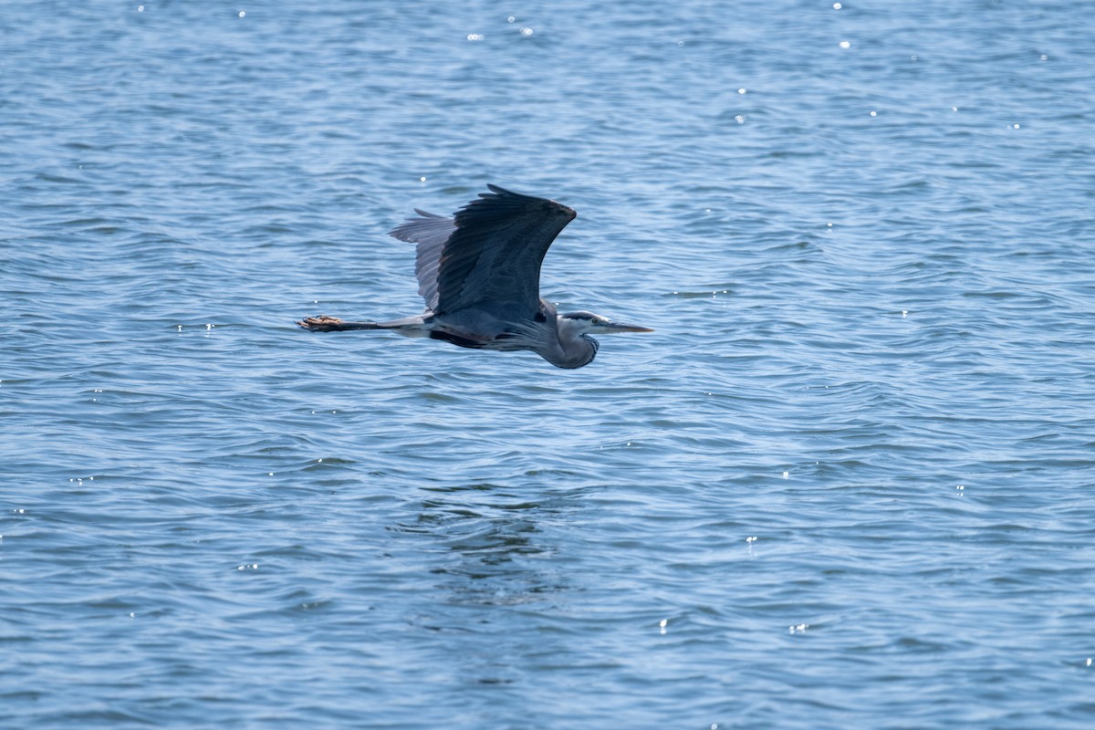 Great Blue Heron - ML620650691