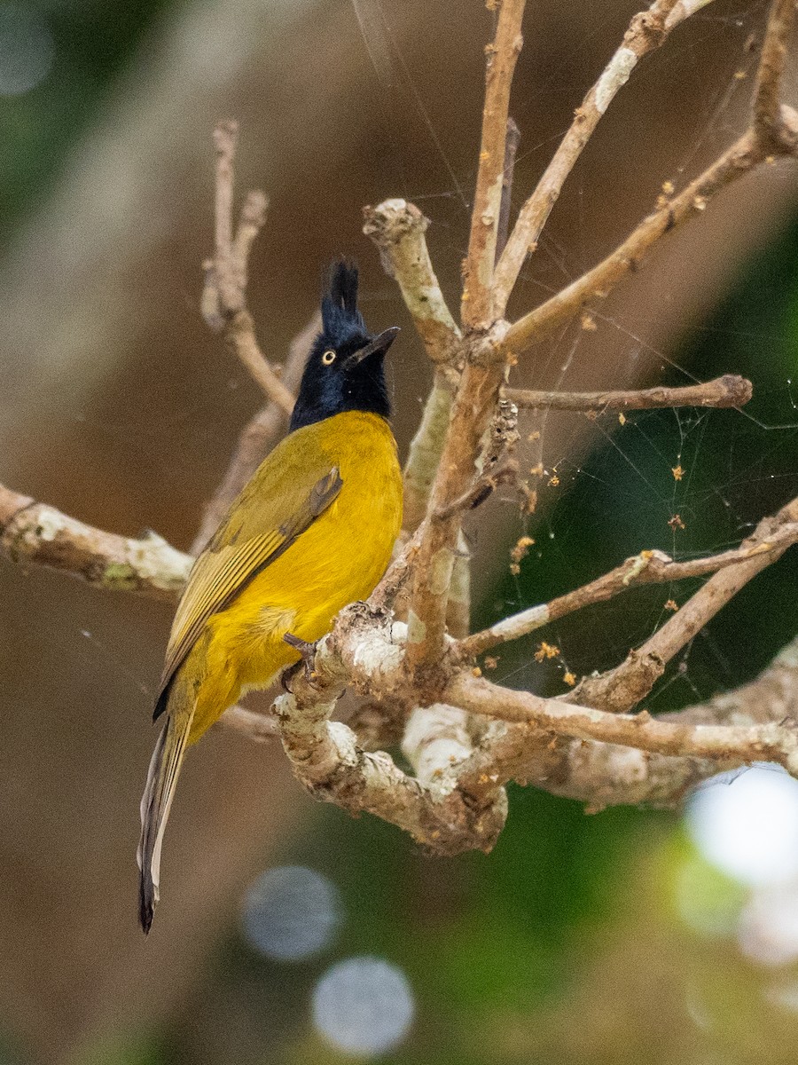 Bulbul à huppe noire - ML620650694