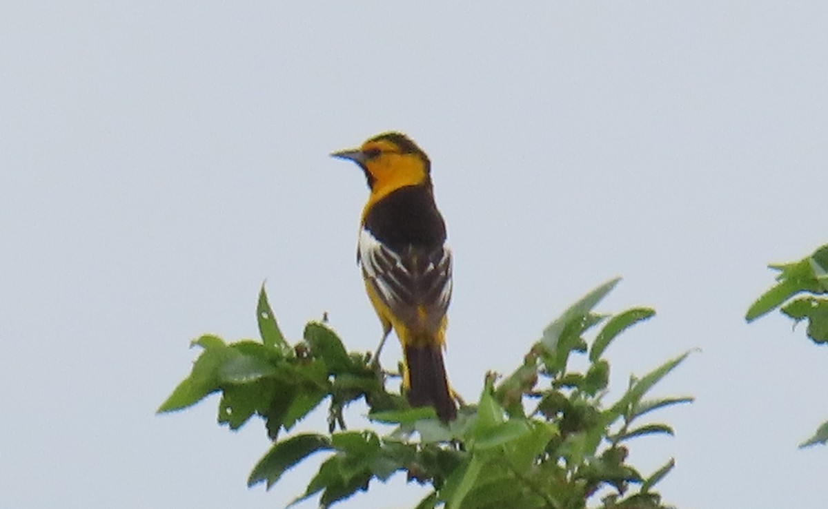 Oriole de Bullock - ML620650700