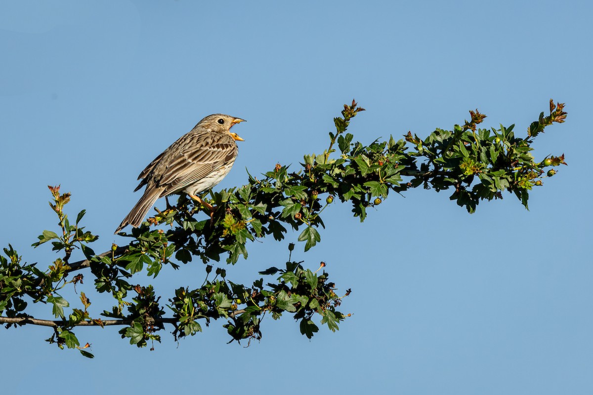 Corn Bunting - ML620650703