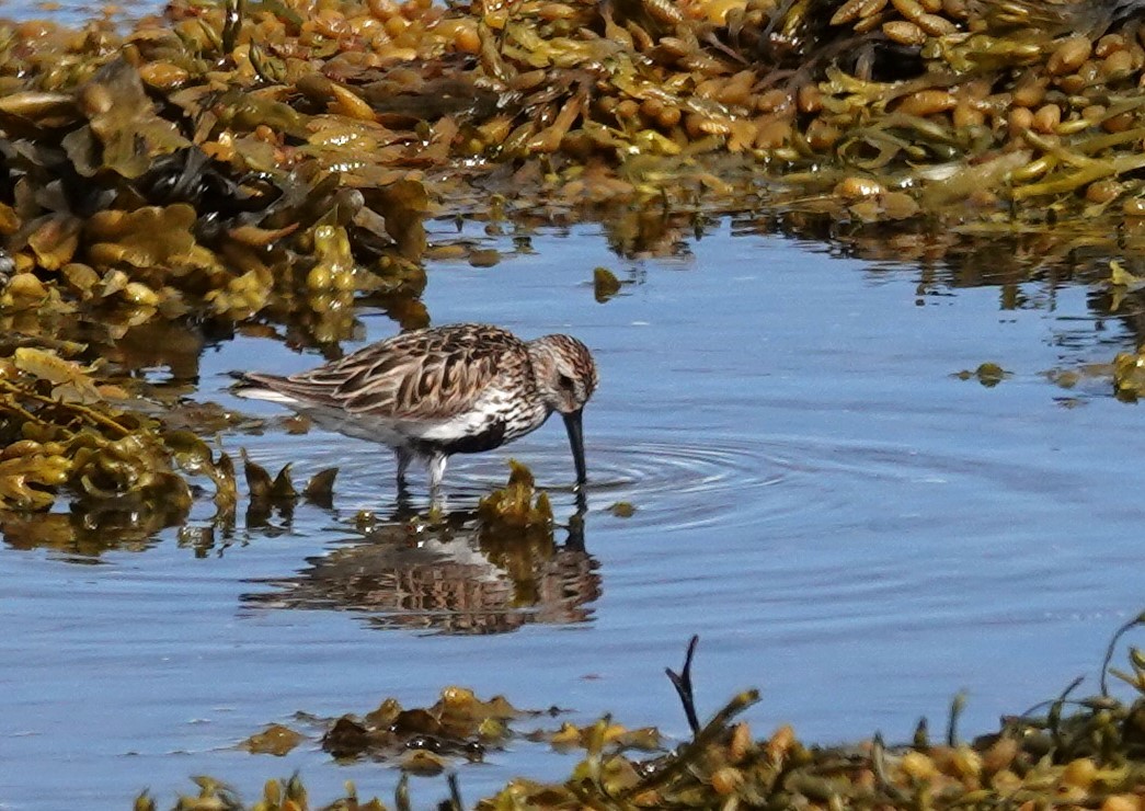 Bécasseau variable - ML620650710