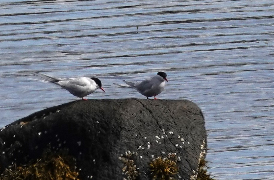 Arctic Tern - ML620650713