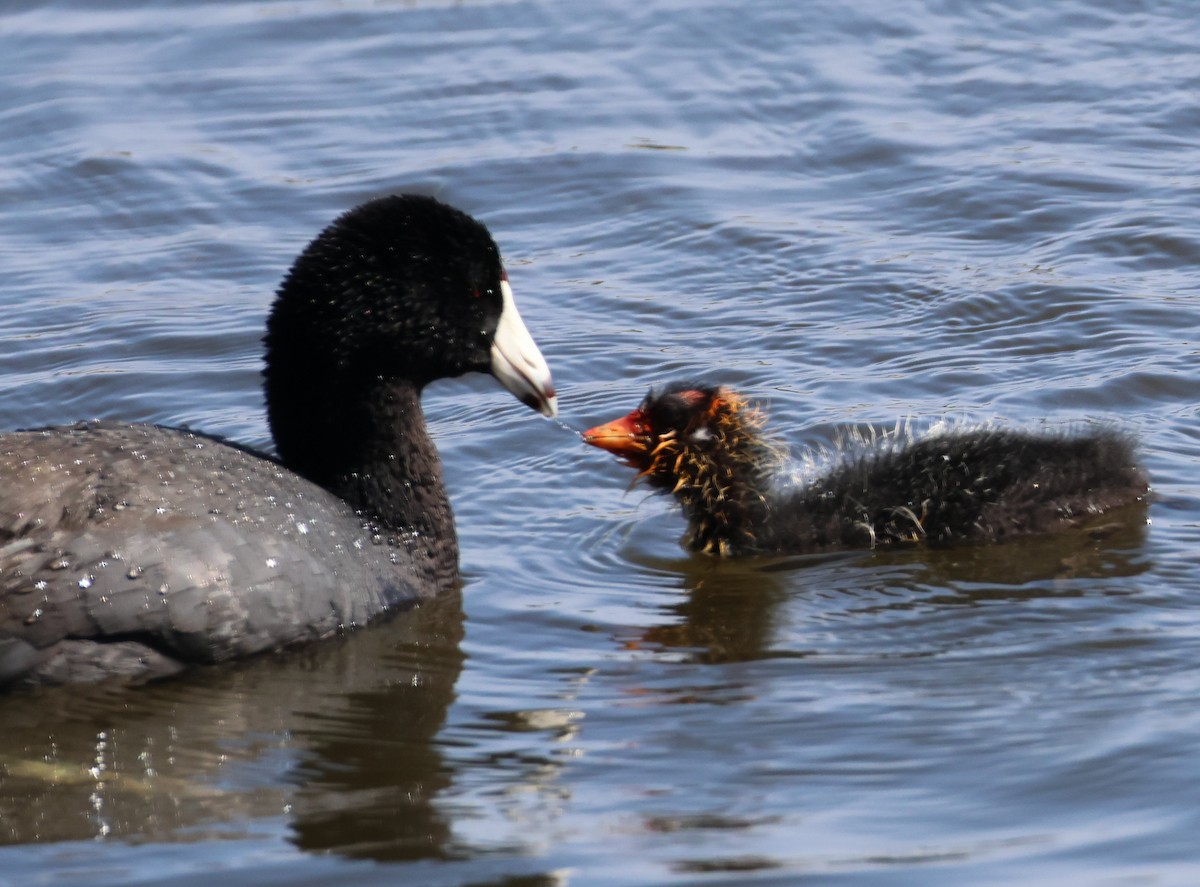 American Coot - ML620650719