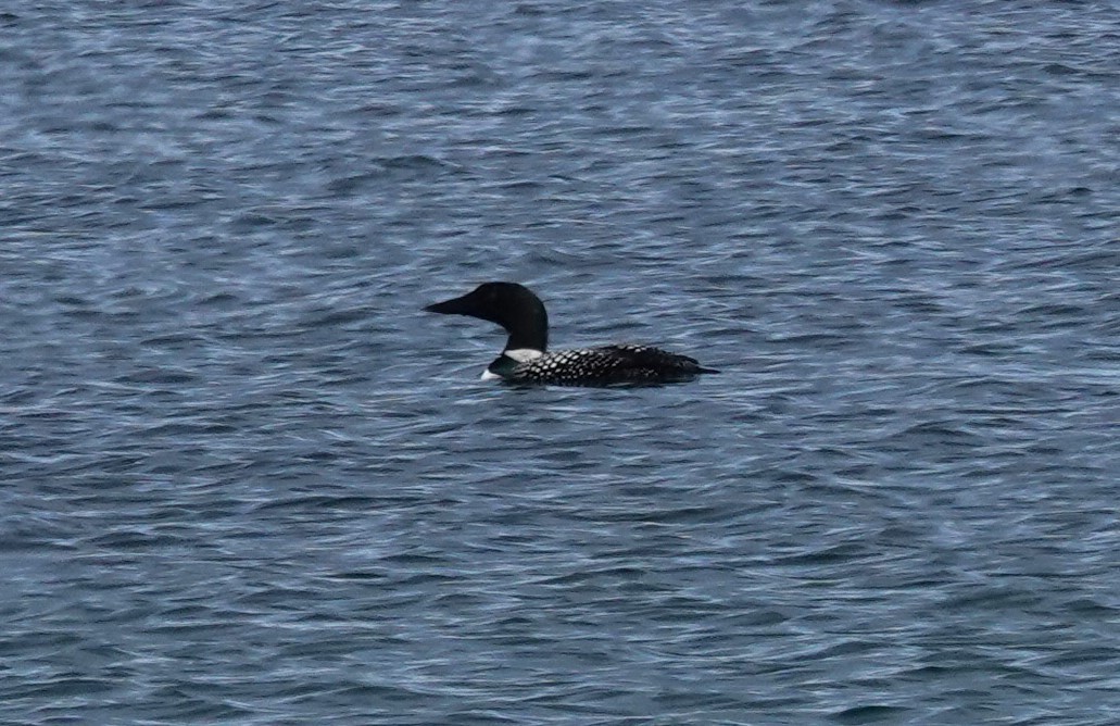 Common Loon - ML620650720