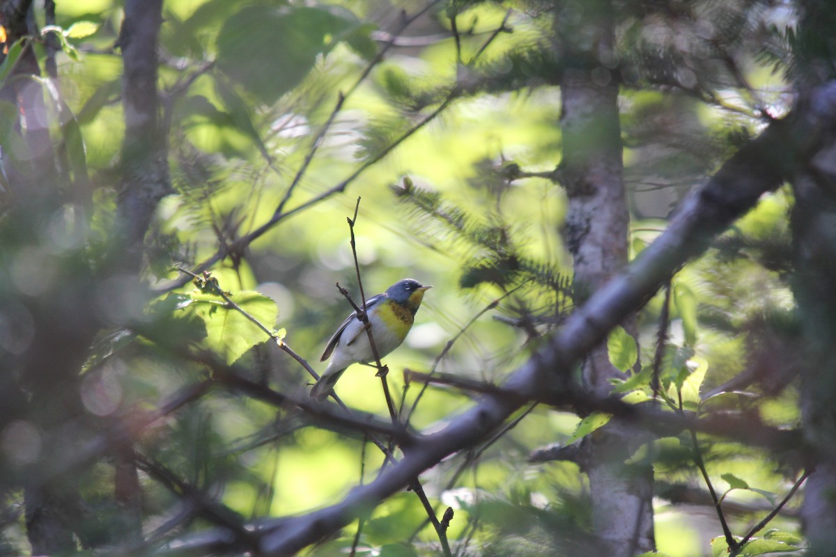 Northern Parula - ML620650721