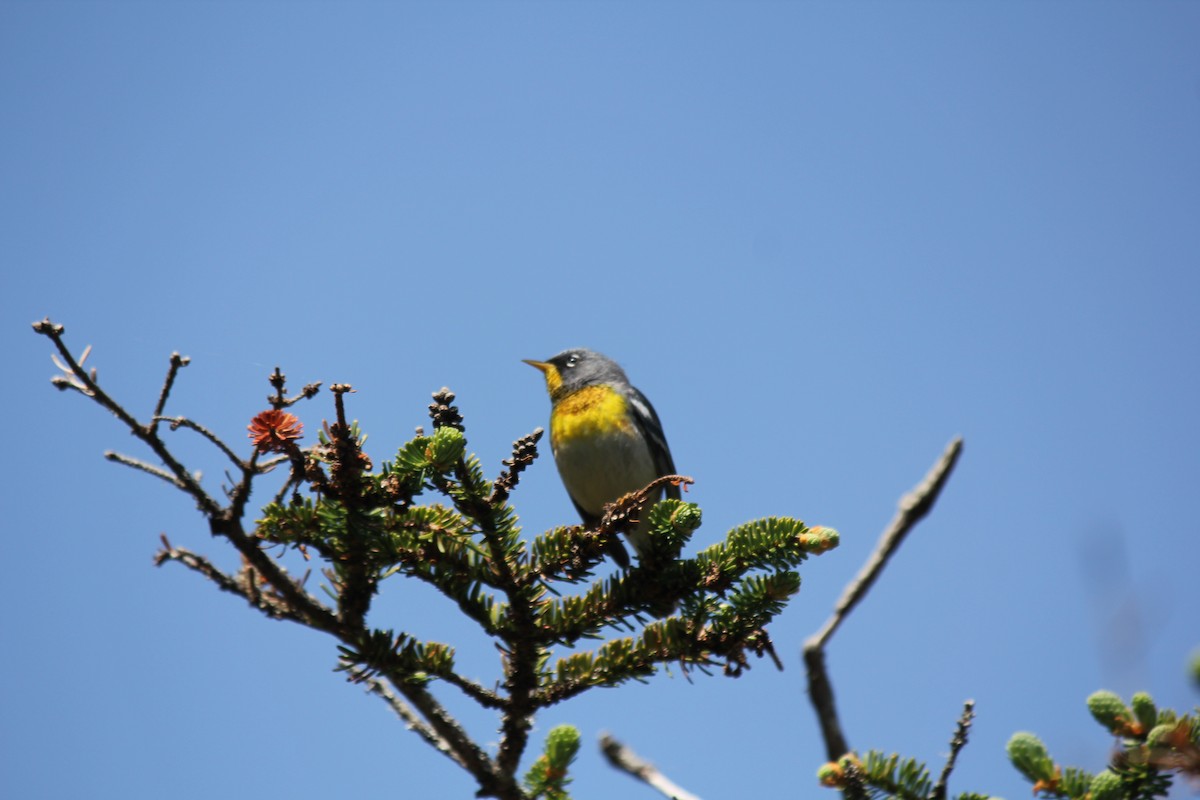 Northern Parula - ML620650722