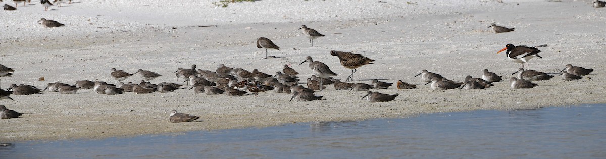 American Oystercatcher - ML620650726