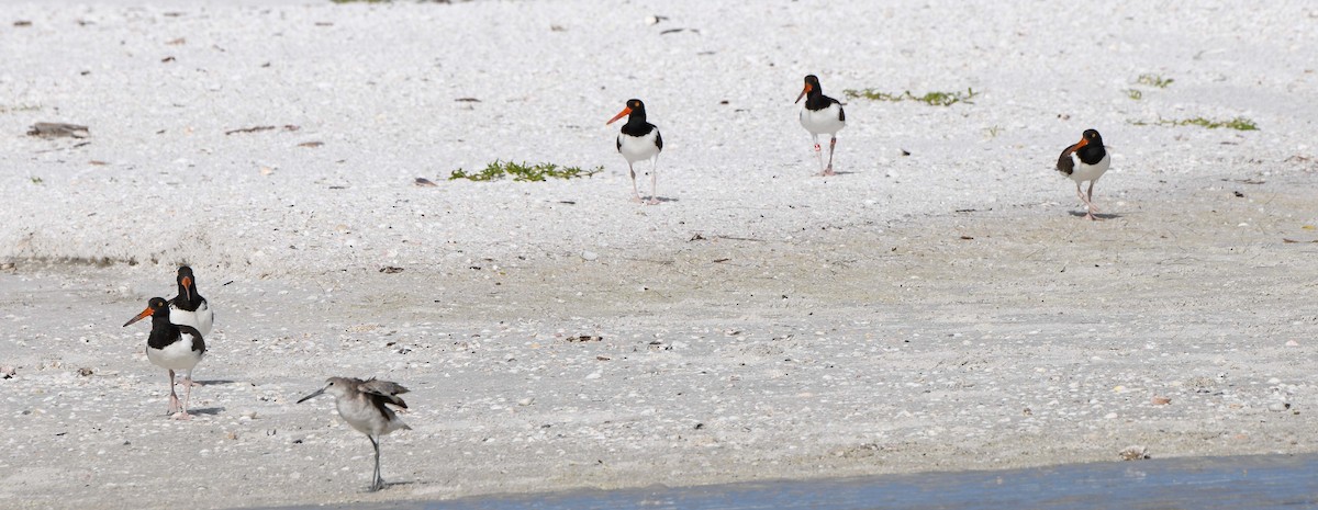 American Oystercatcher - Sharon Lynn