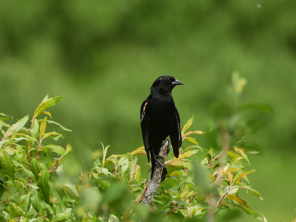 Red-winged Blackbird - Manon Côté