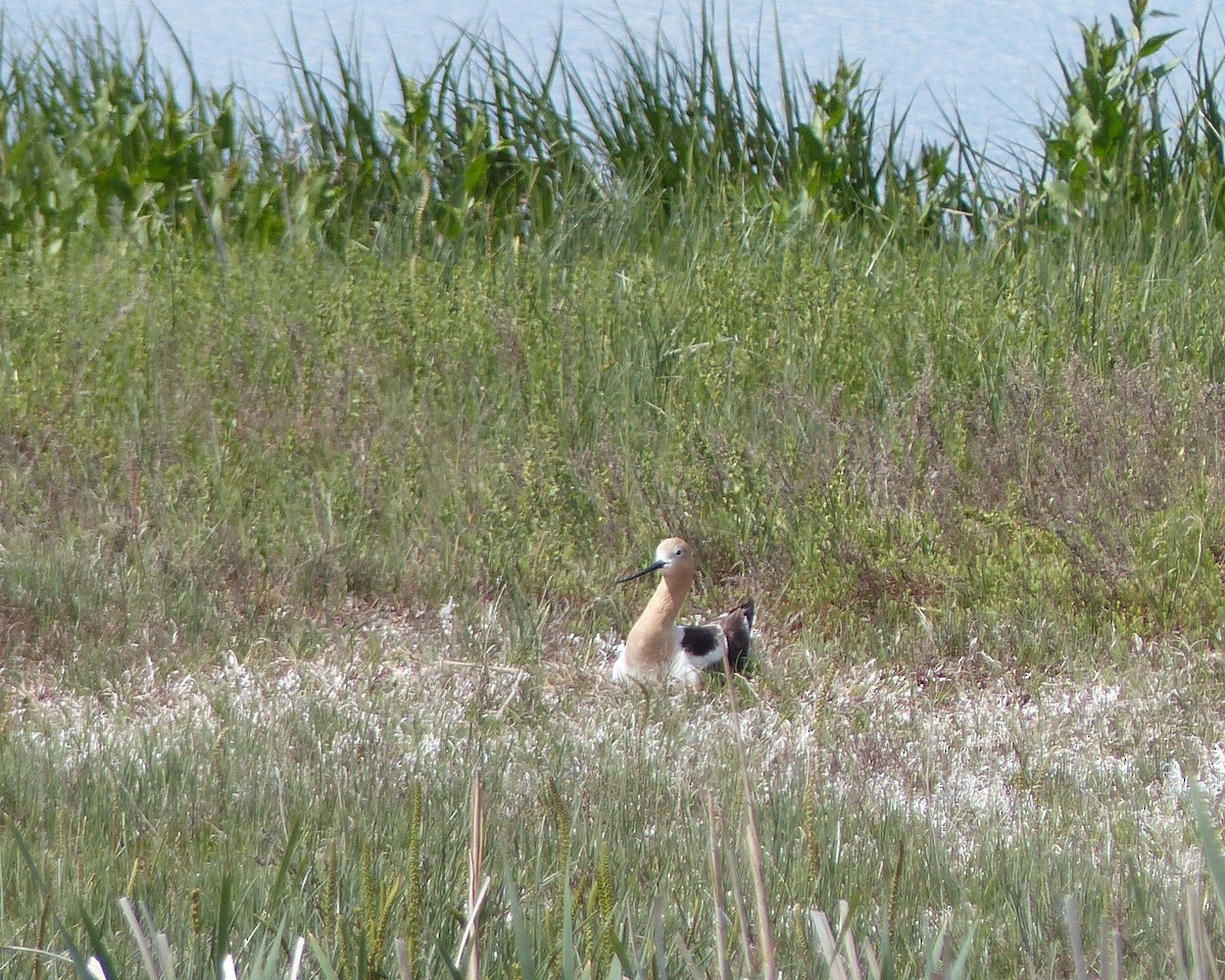 Avoceta Americana - ML620650731