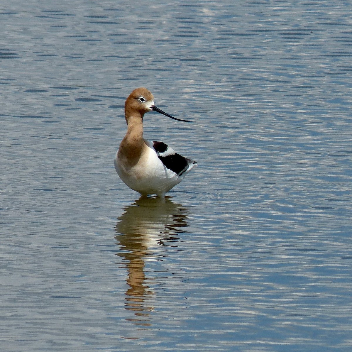 Avoceta Americana - ML620650732