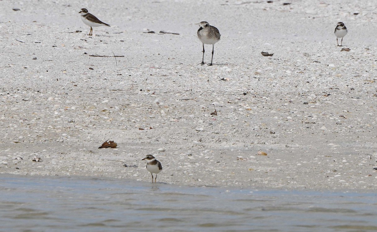 Semipalmated Plover - ML620650734