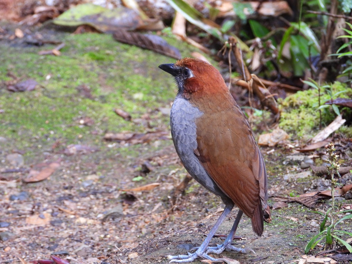 Chestnut-naped Antpitta - ML620650735