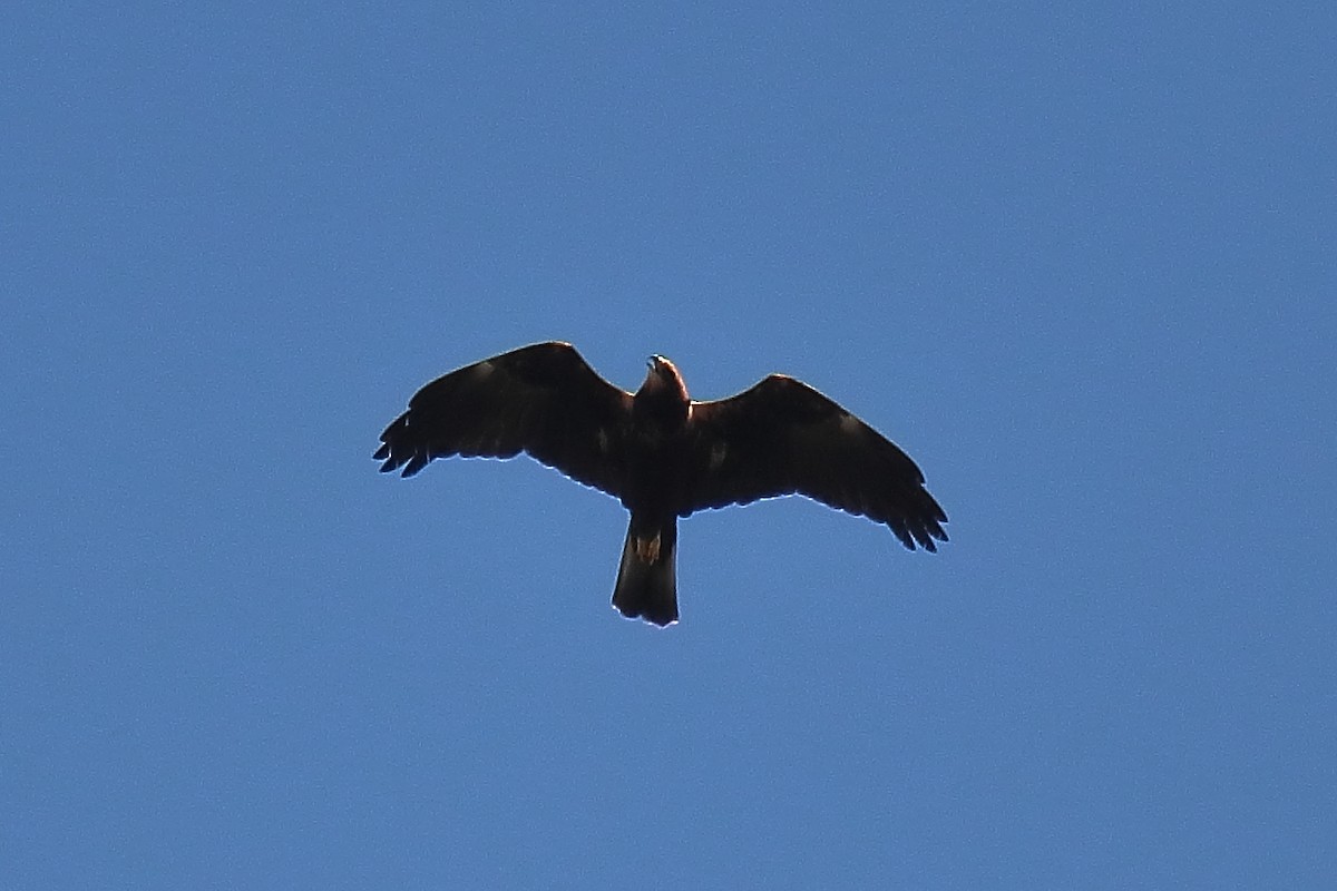 Western Marsh Harrier - ML620650744