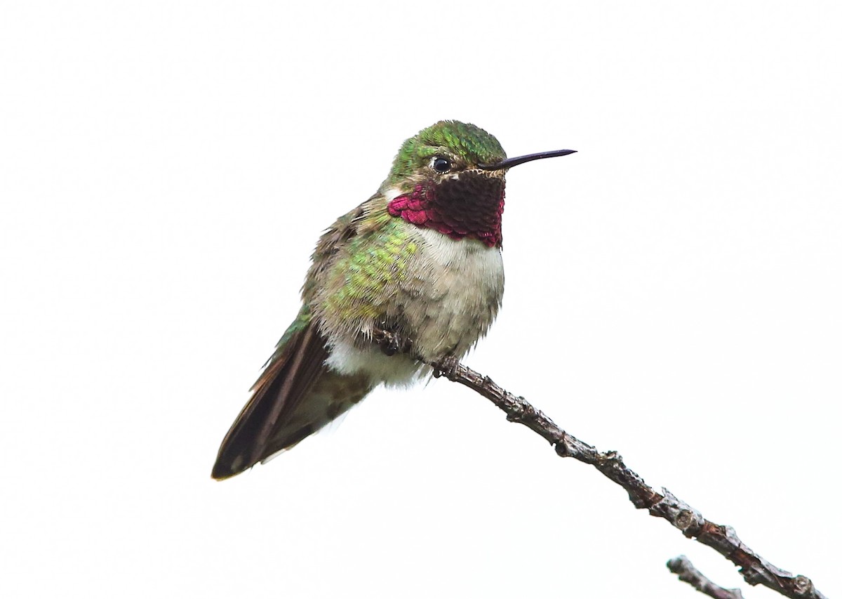 Broad-tailed Hummingbird - ML620650745