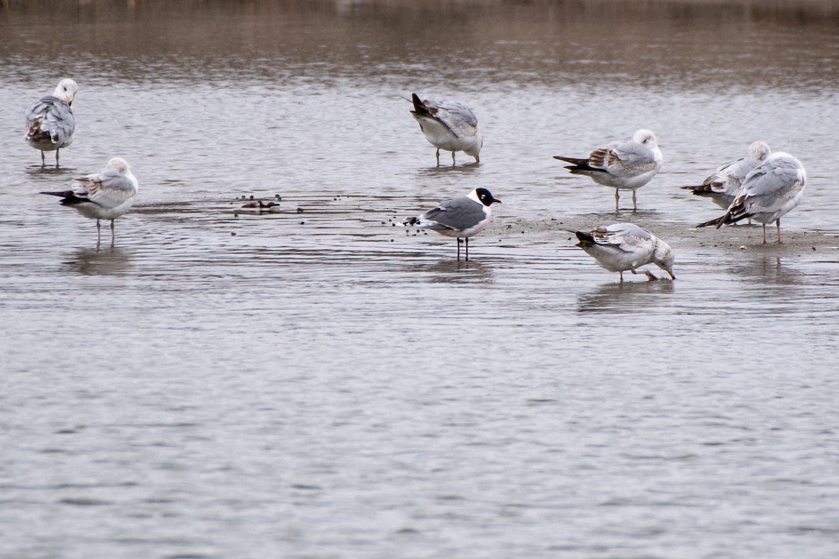 Franklin's Gull - ML620650747