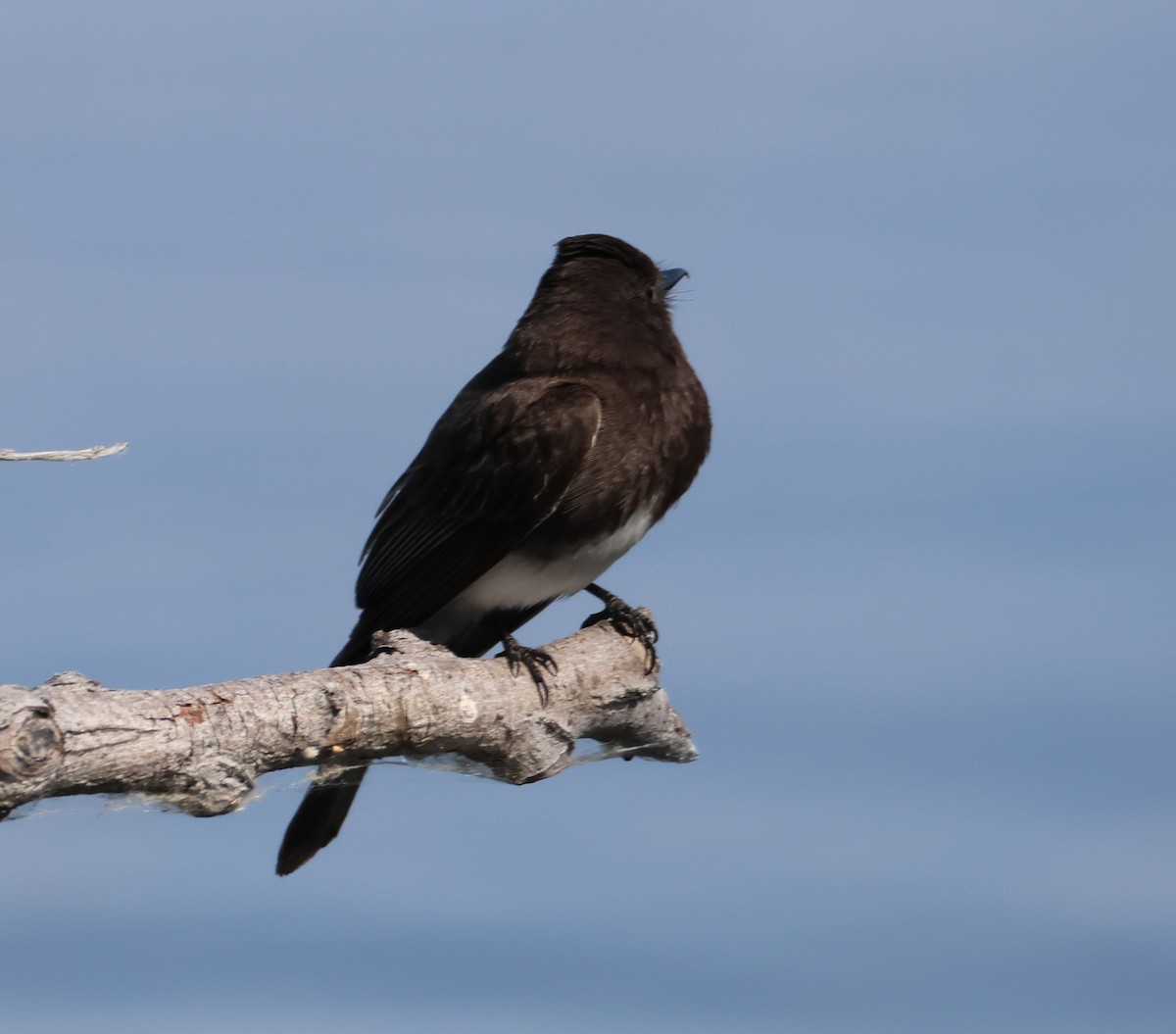 Black Phoebe - ML620650750