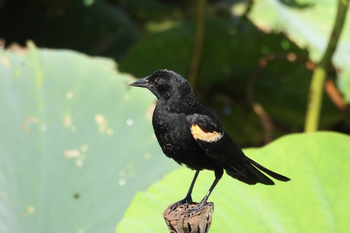 Red-winged Blackbird - ML620650752