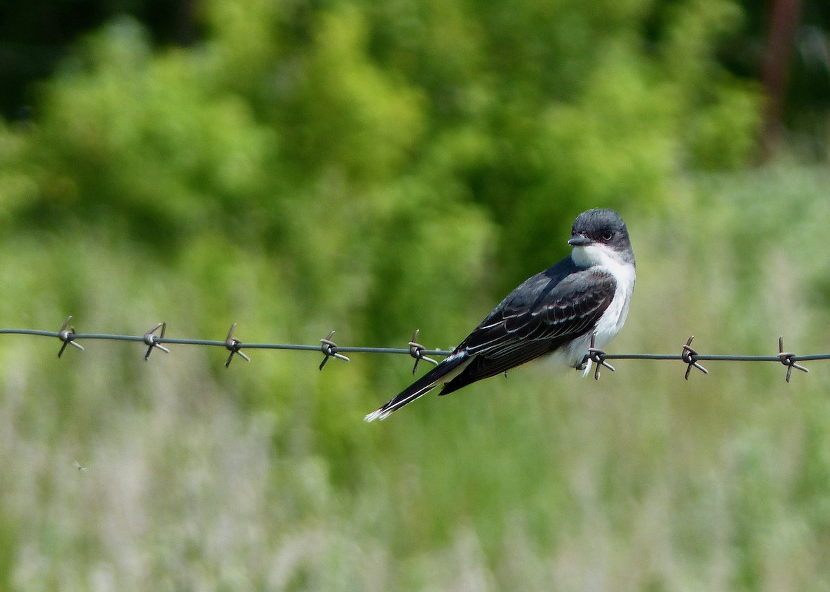 Eastern Kingbird - ML620650754