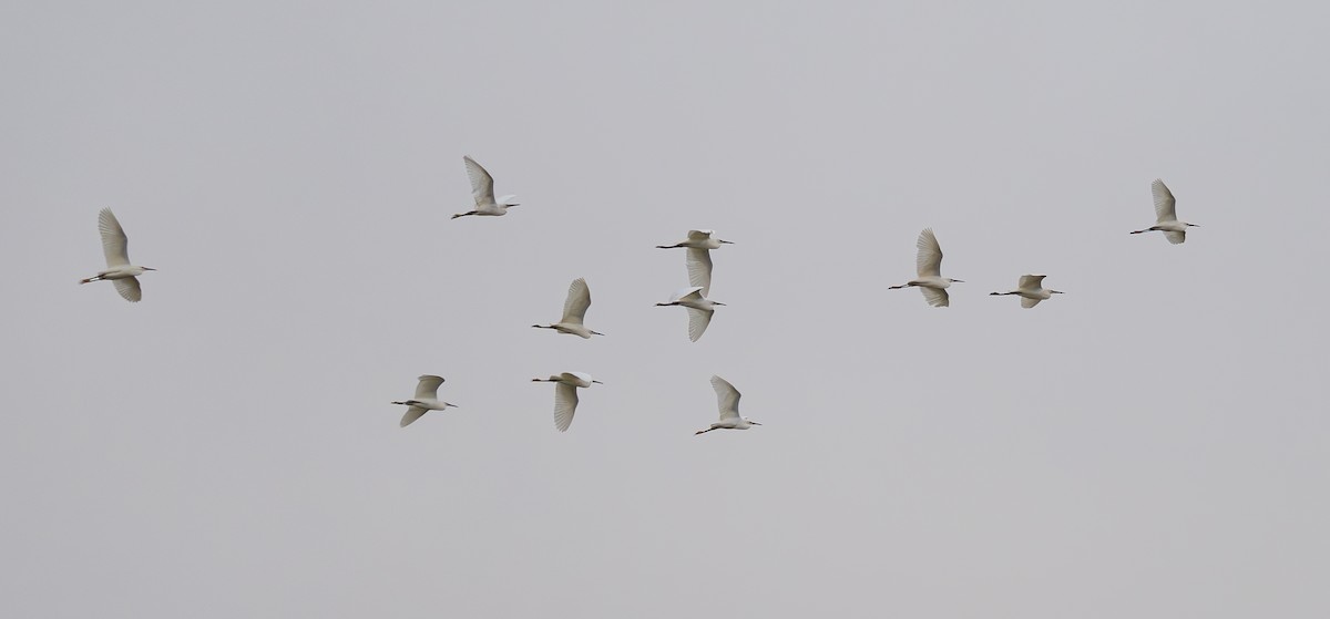 Snowy Egret - ML620650758