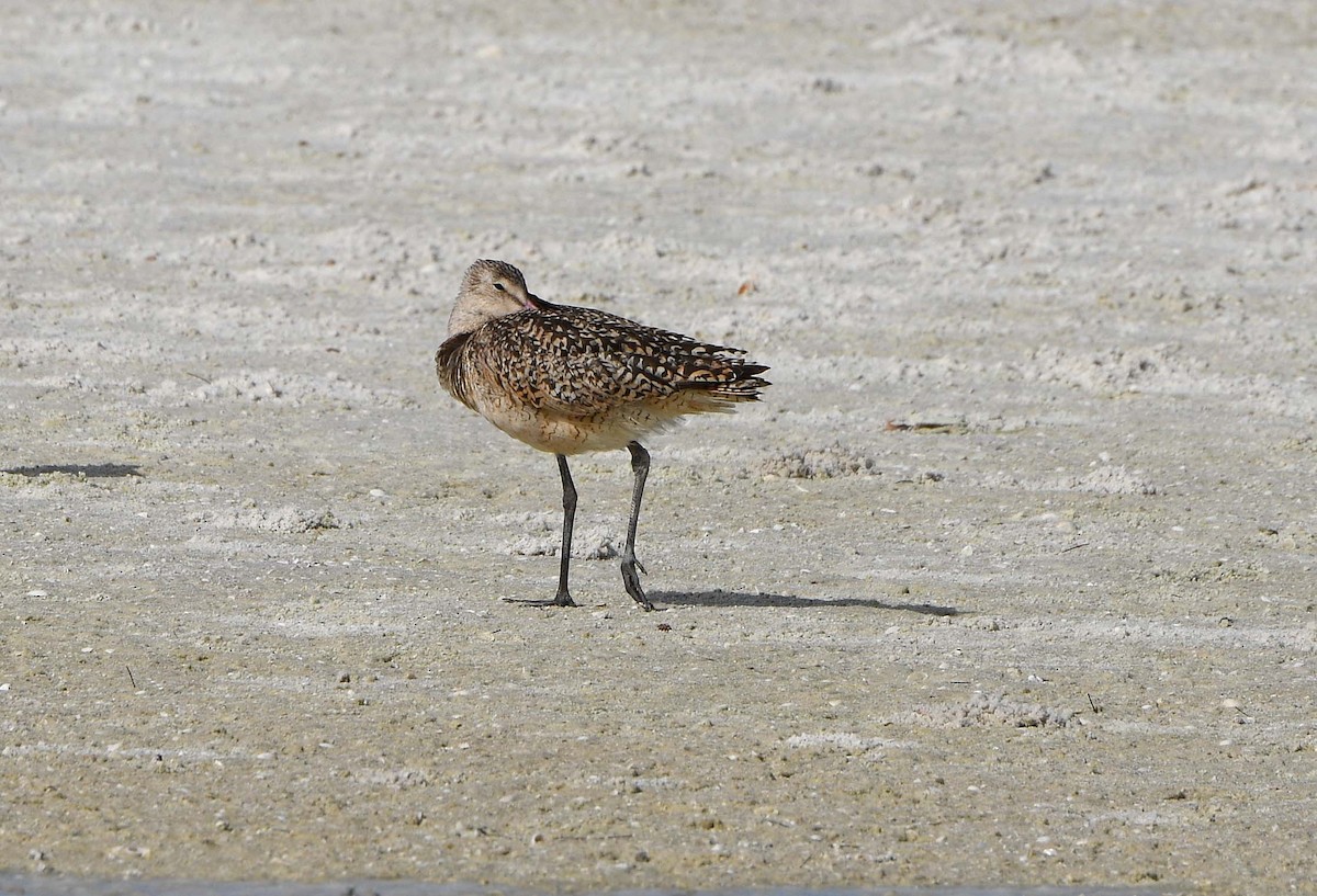 Marbled Godwit - ML620650760