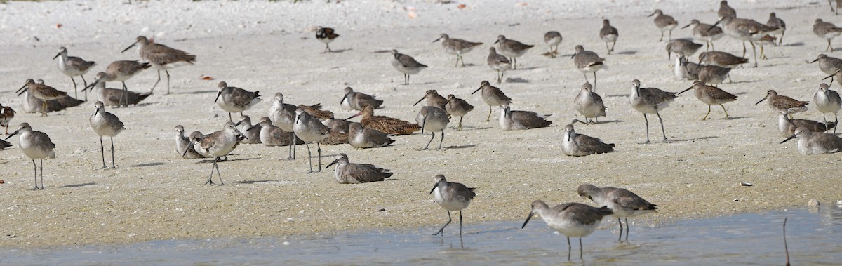 Marbled Godwit - Sharon Lynn