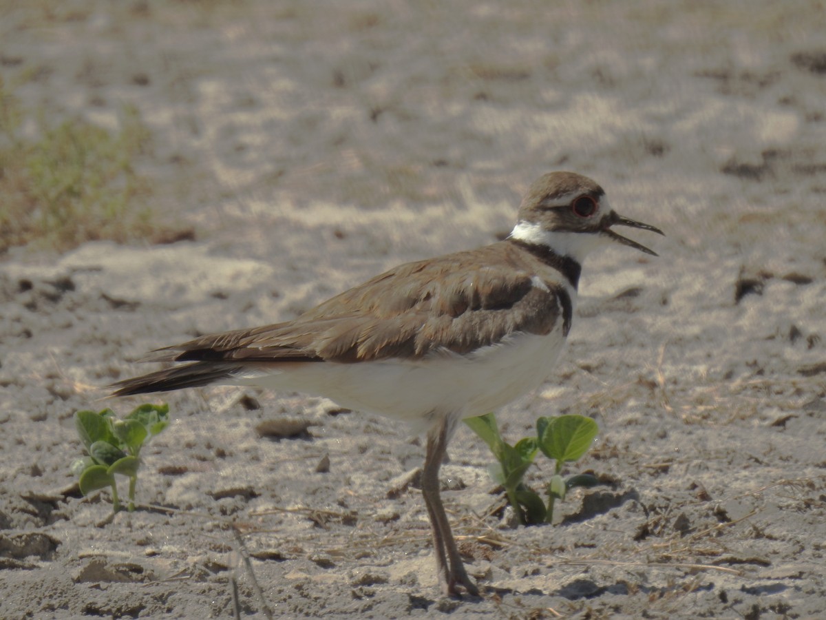 Killdeer - ML620650766