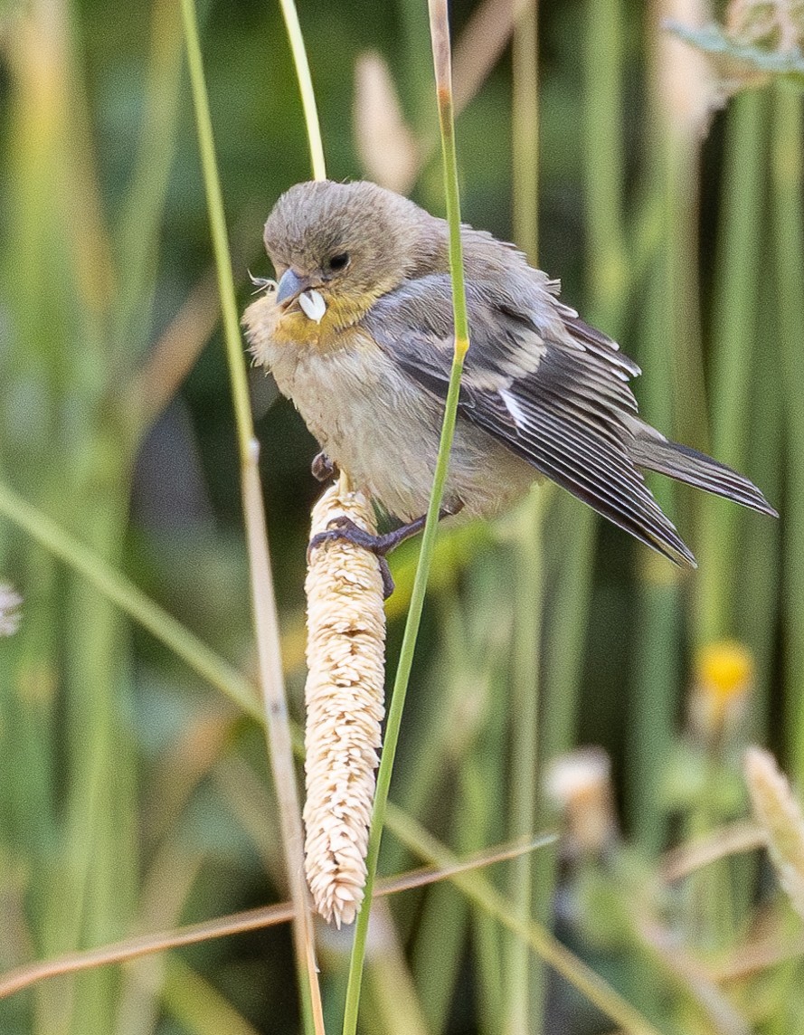 Lesser Goldfinch - Elizabeth Crouthamel