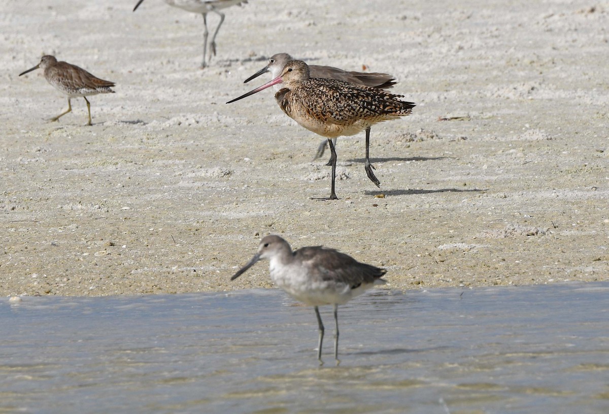 Marbled Godwit - ML620650769