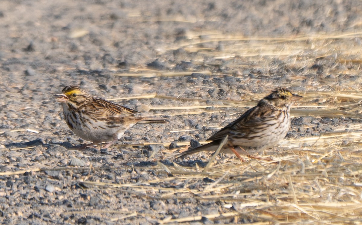 Savannah Sparrow (Savannah) - ML620650771