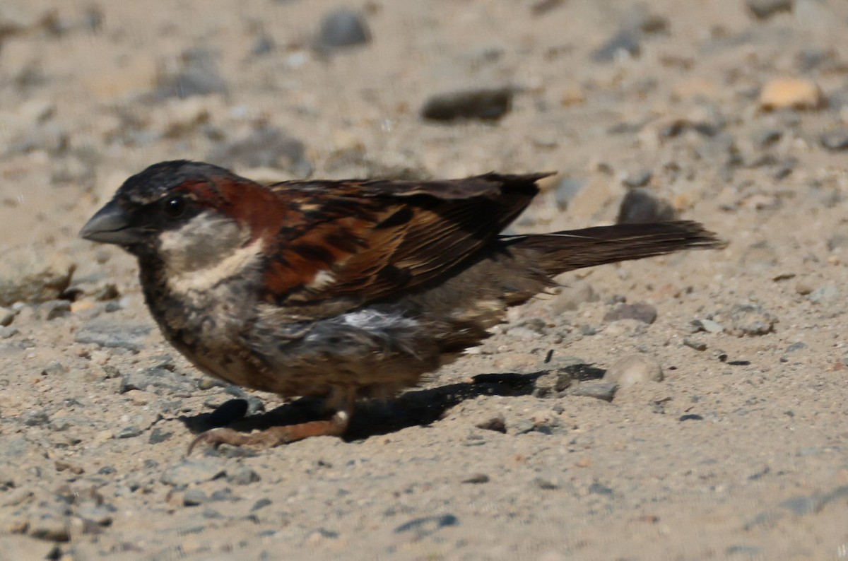 House Sparrow - ML620650773