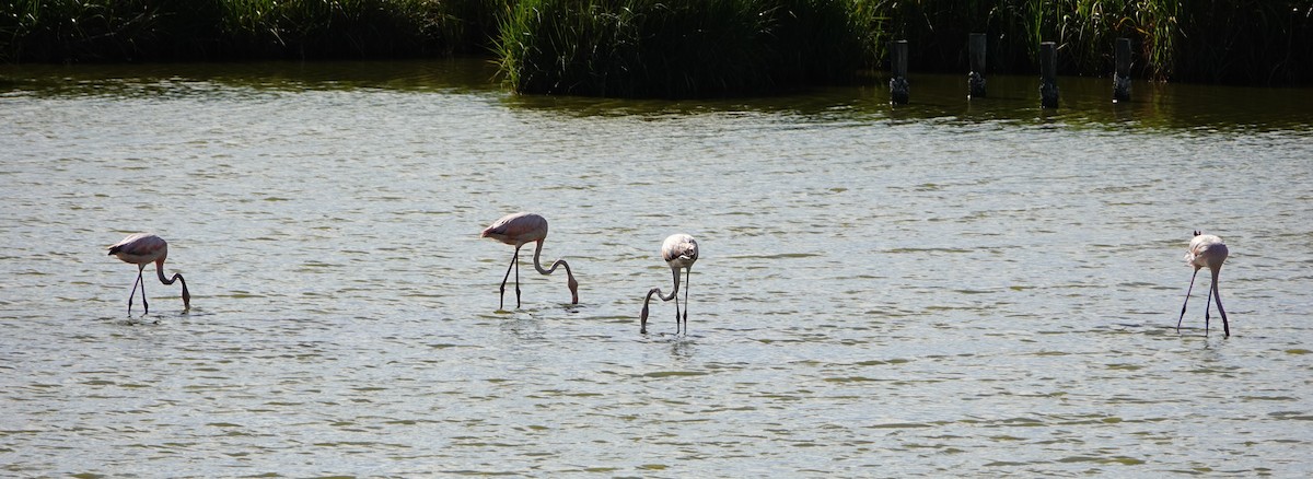 Flamant des Caraïbes - ML620650775