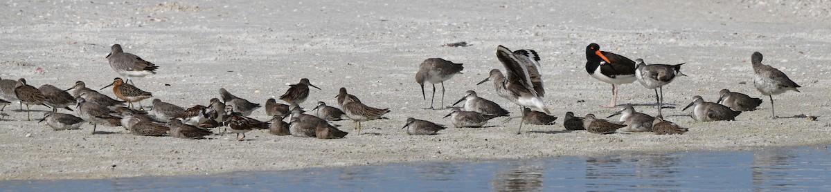 Short-billed Dowitcher - ML620650776