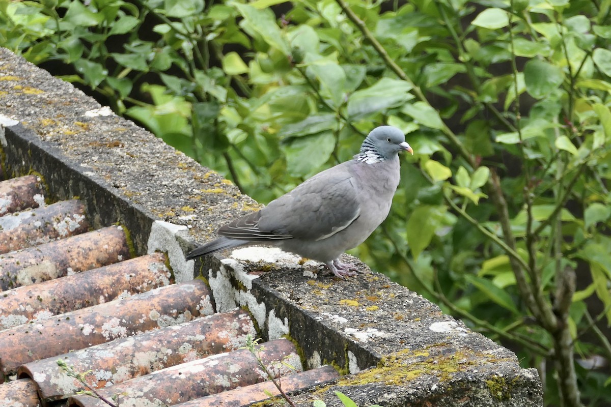 Common Wood-Pigeon - ML620650777