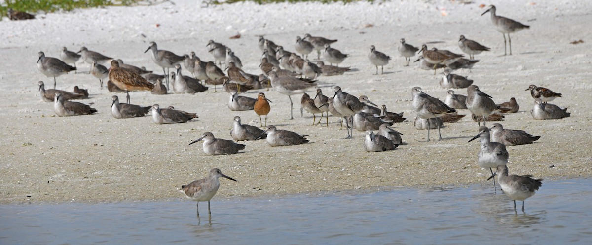 Short-billed Dowitcher - ML620650778