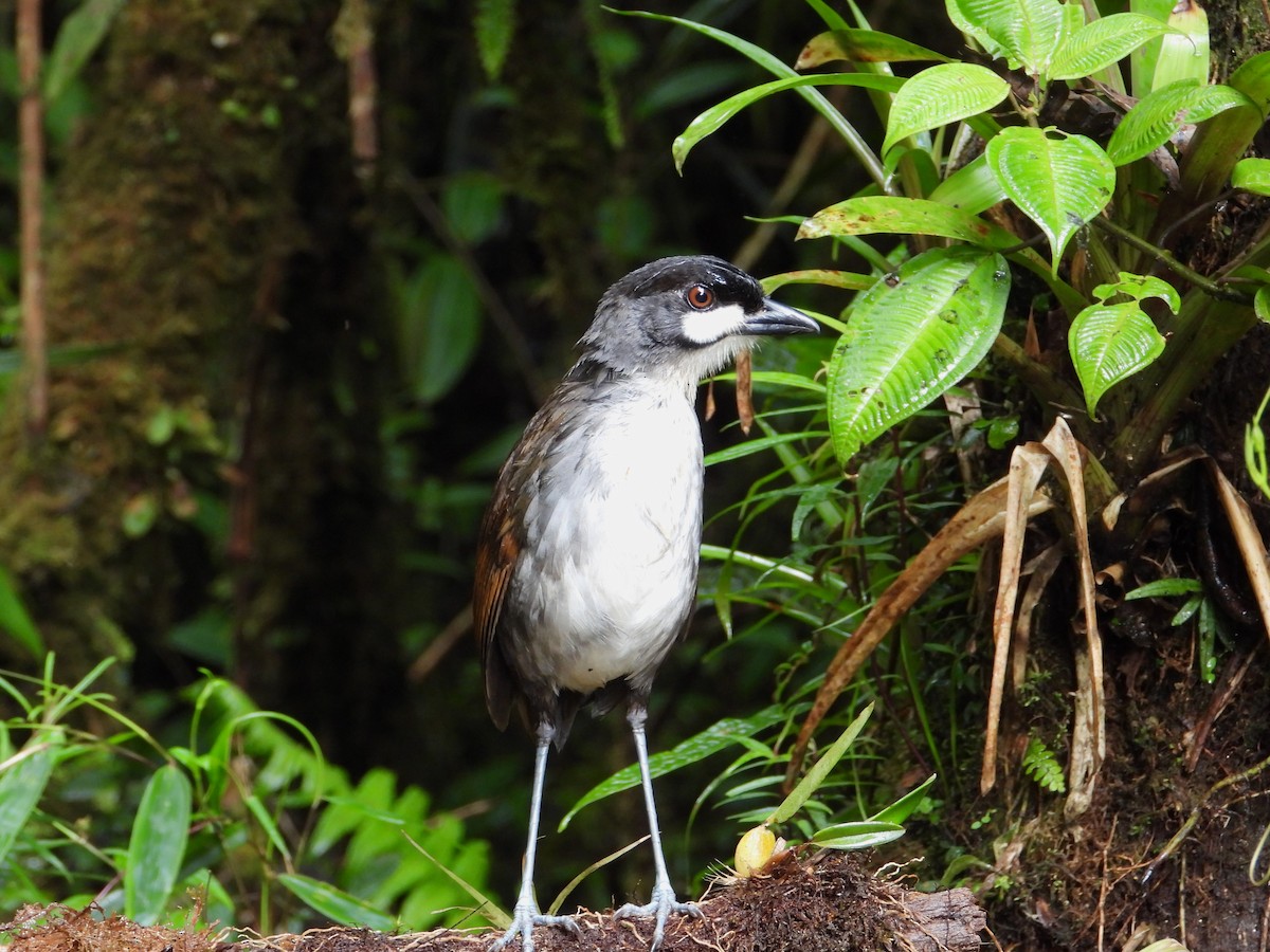 Jocotoco Antpitta - ML620650781