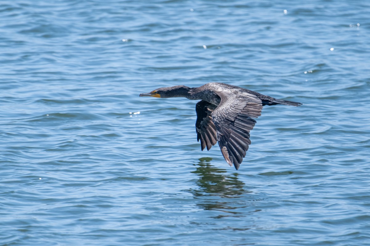 Cormoran à aigrettes - ML620650784