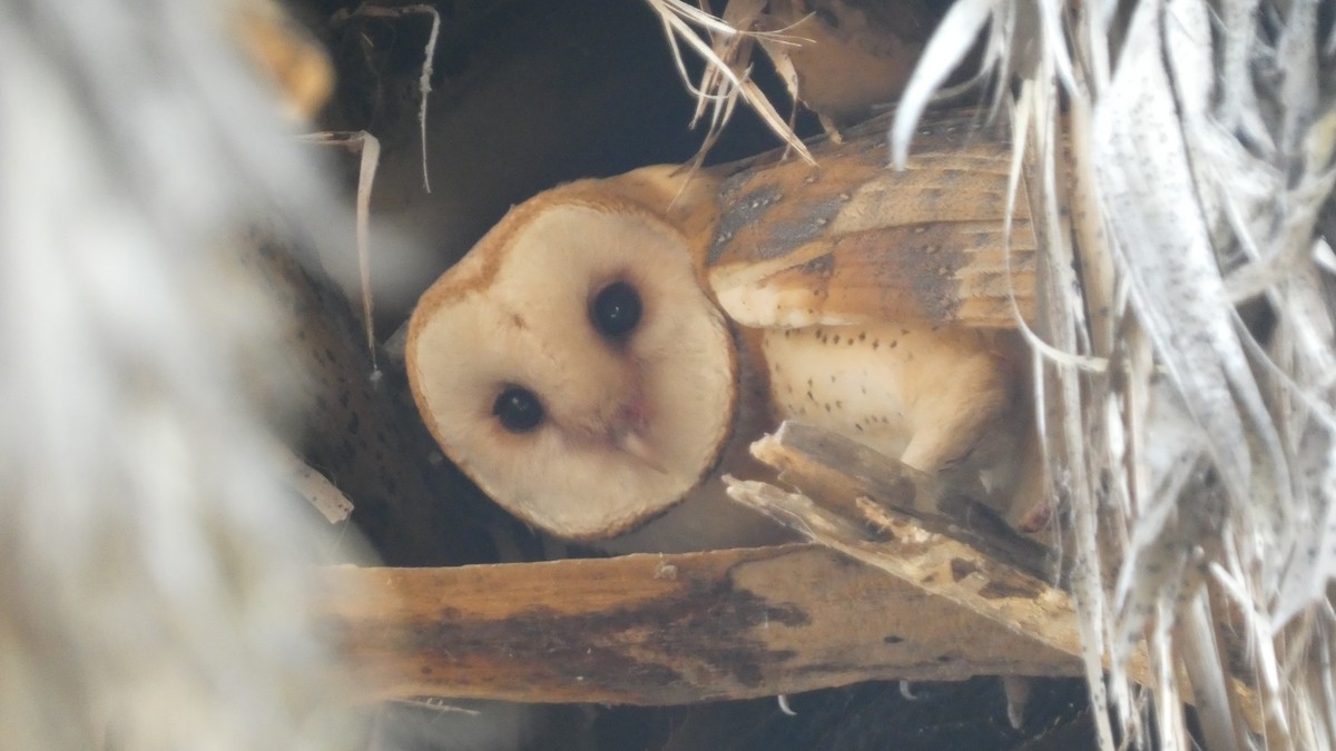 Barn Owl - ML620650789