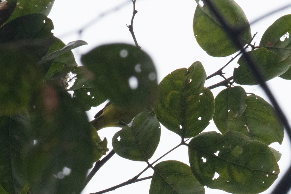 Yellow-backed Tanager - ML620650792