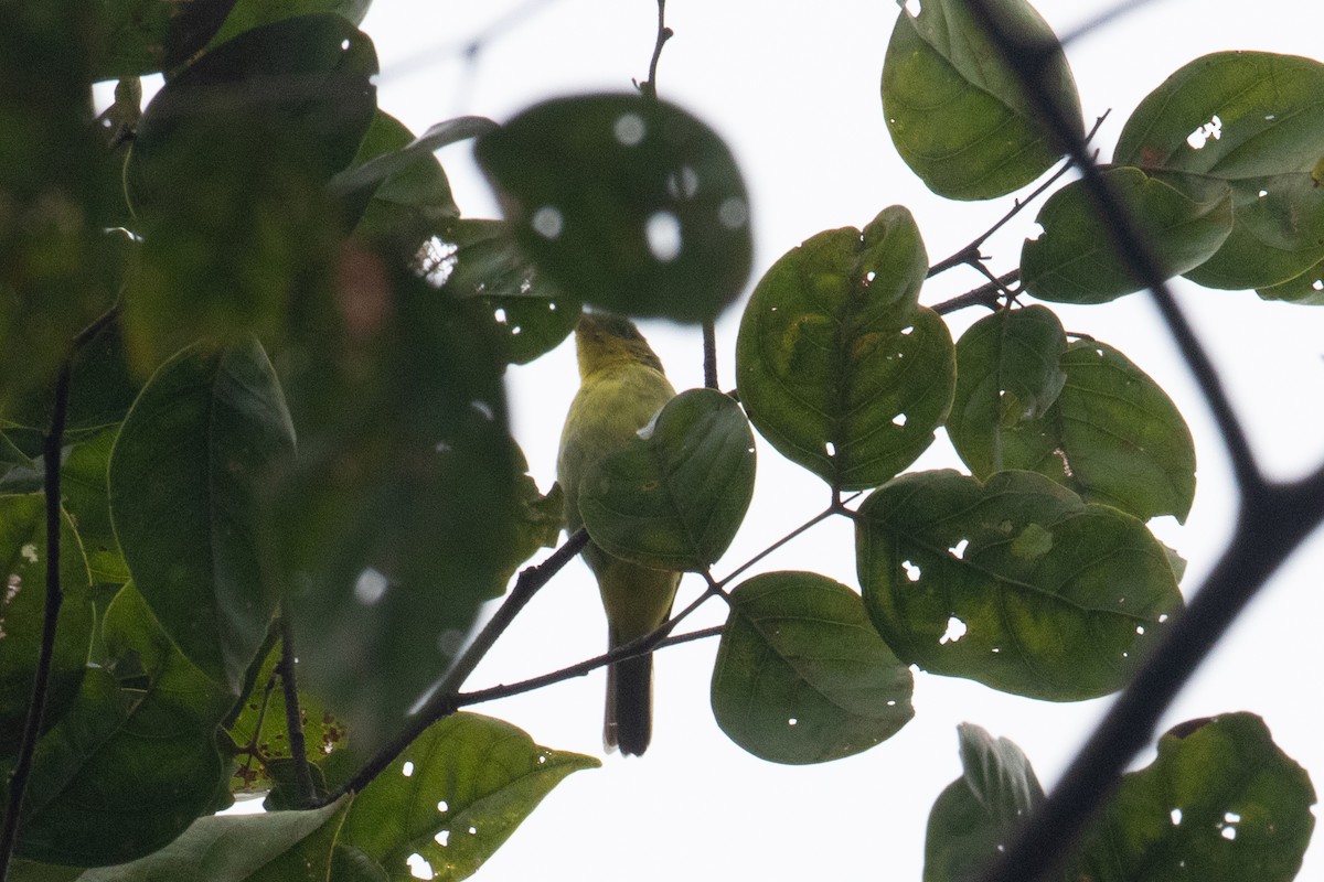 Yellow-backed Tanager - ML620650793