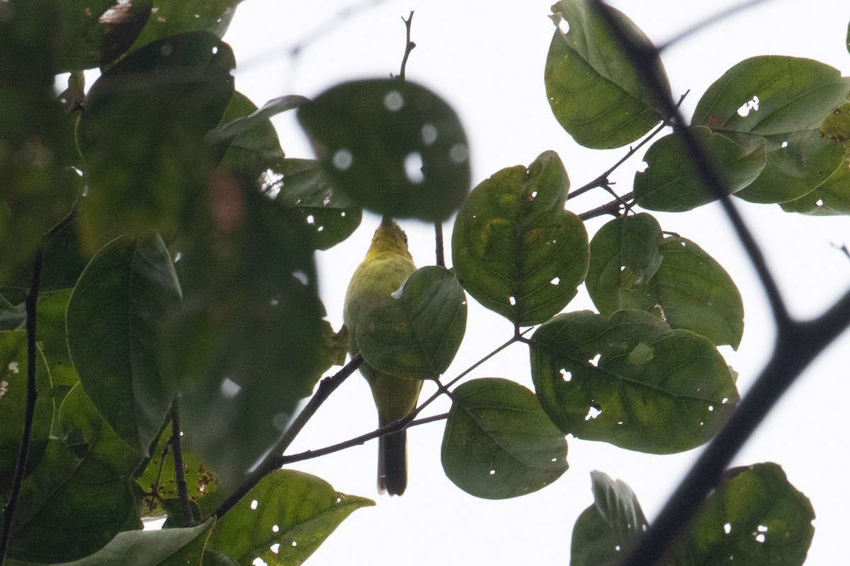 Yellow-backed Tanager - ML620650794