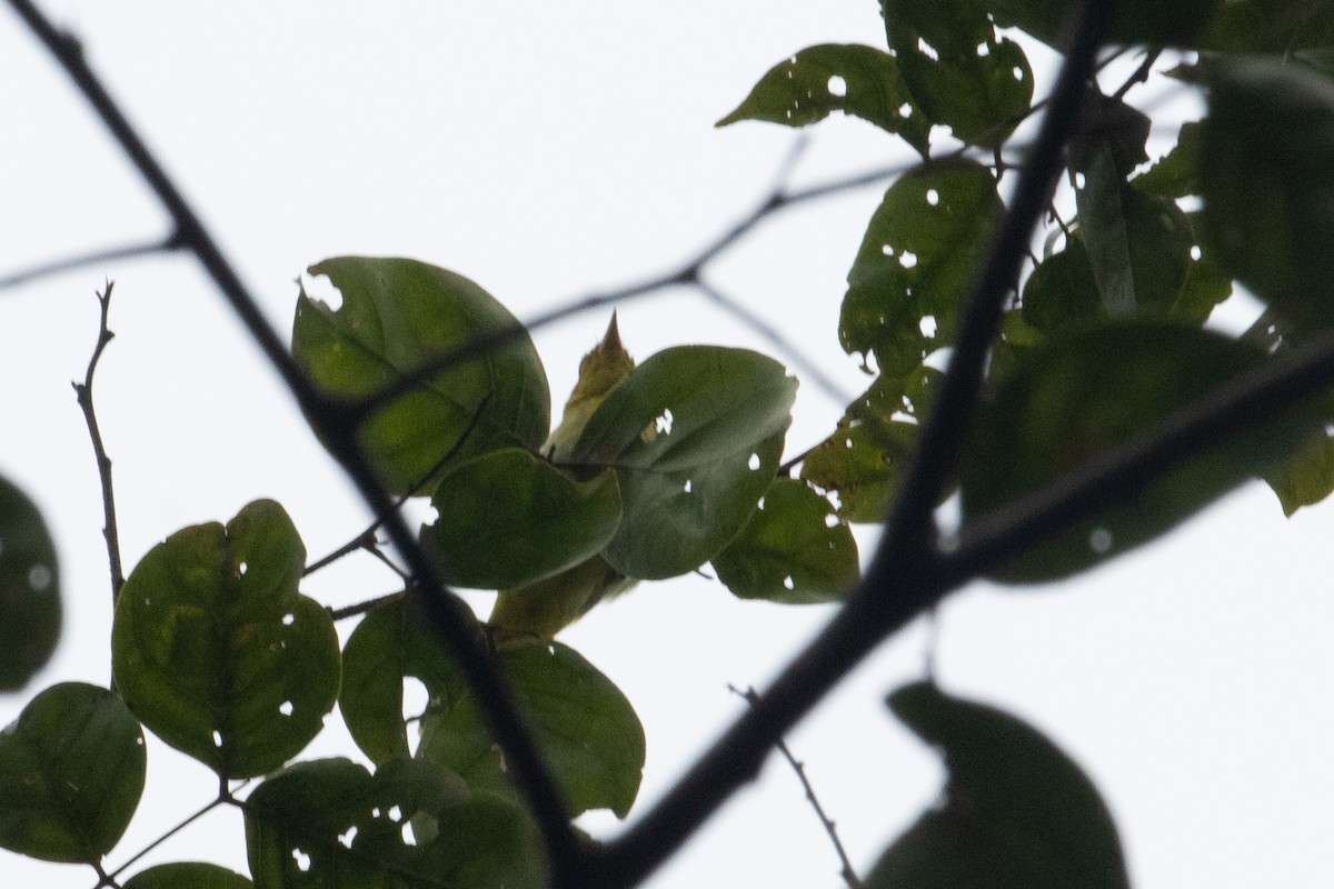 Yellow-backed Tanager - ML620650795