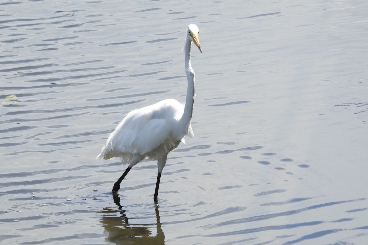 Great Egret - ML620650797