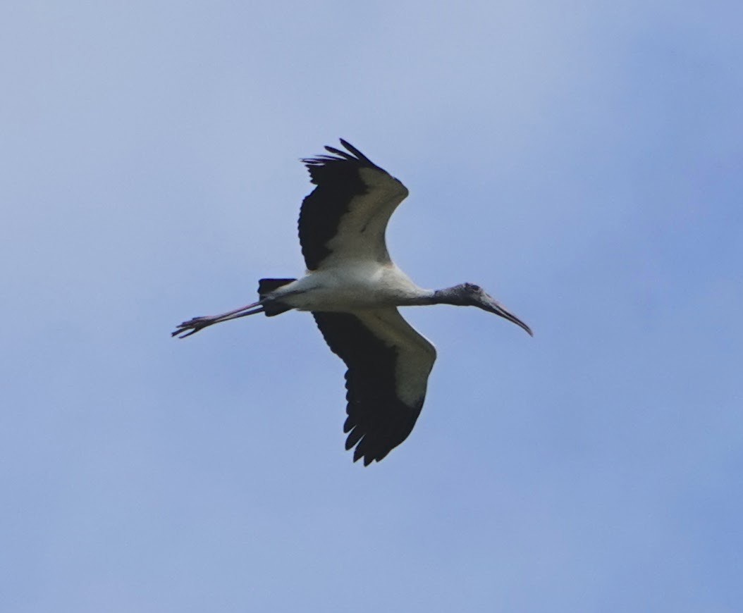 Wood Stork - ML620650801