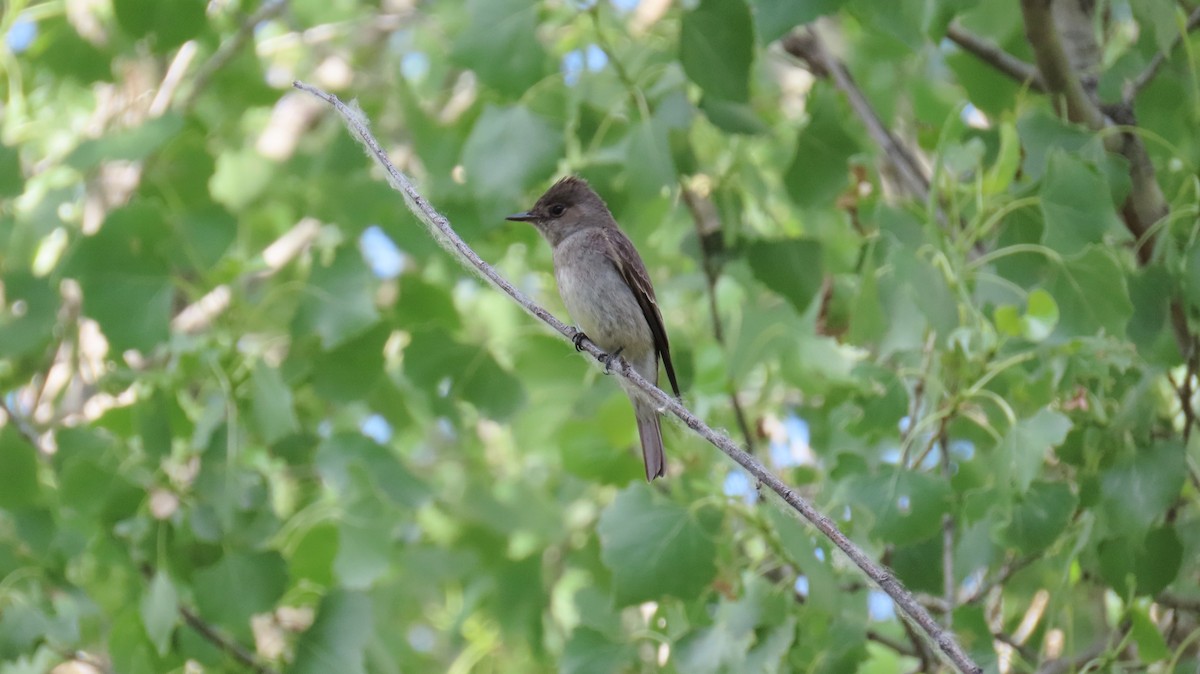 Western Wood-Pewee - ML620650809