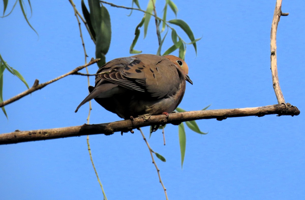 Mourning Dove - ML620650813