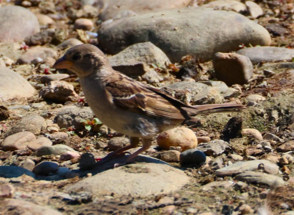 House Finch - ML620650815