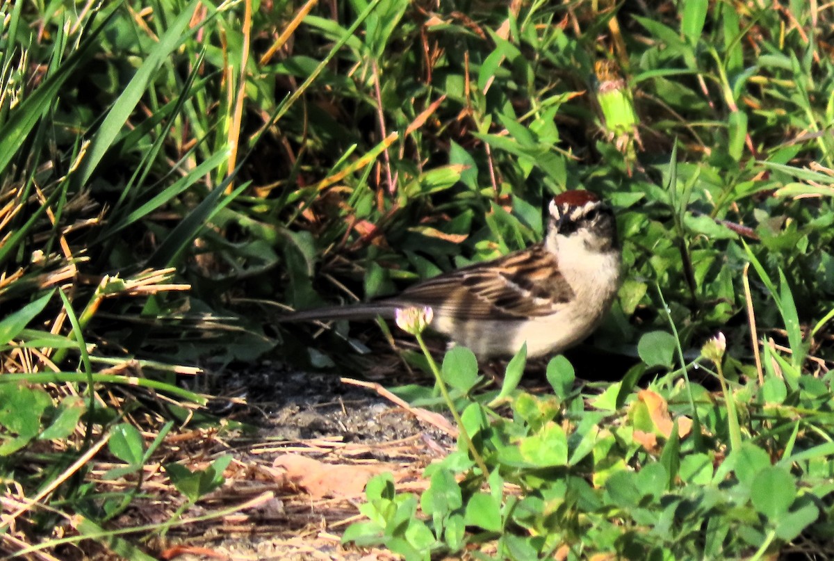 Chipping Sparrow - ML620650822