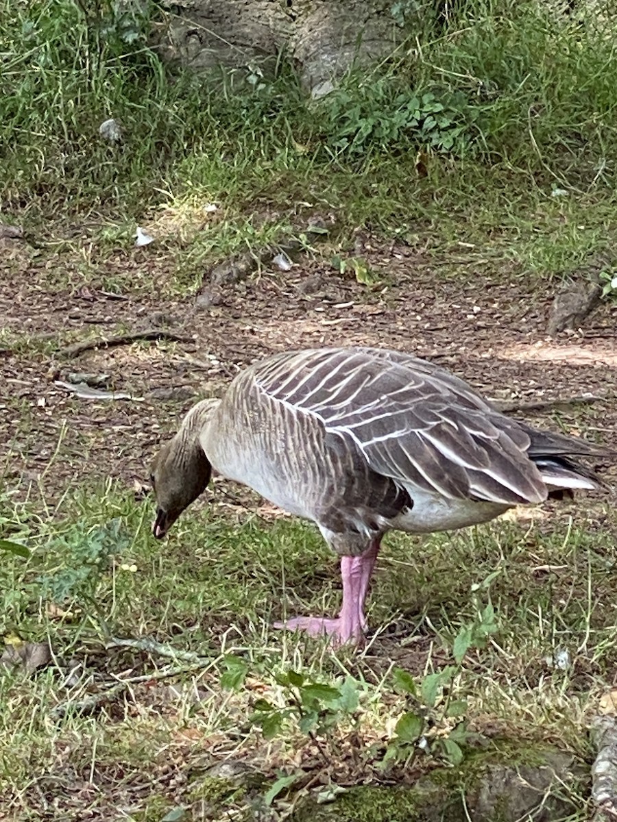 Pink-footed Goose - ML620650825