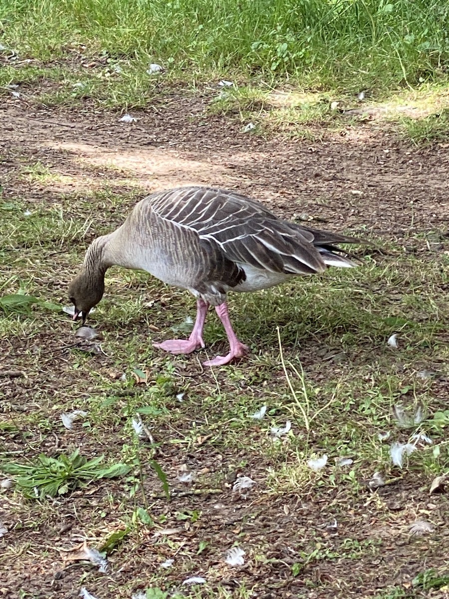 Pink-footed Goose - ML620650826
